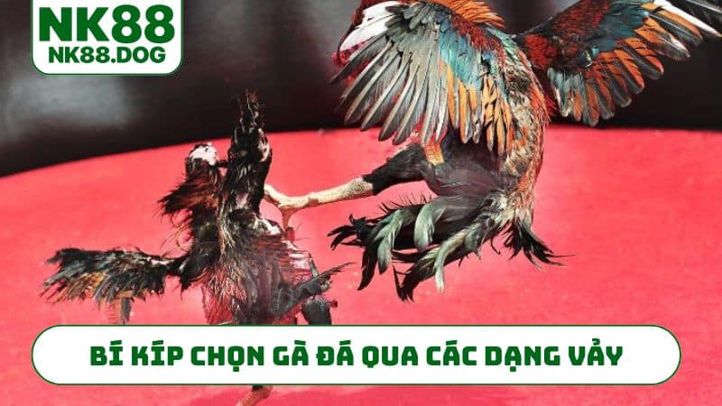 Bí kíp chọn gà đá qua các dạng vảy