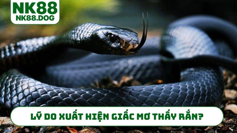 Lý do xuất hiện giấc mơ thấy rắn?