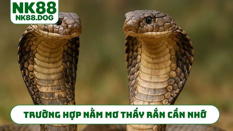 Trường hợp nằm mơ thấy rắn cần nhớ